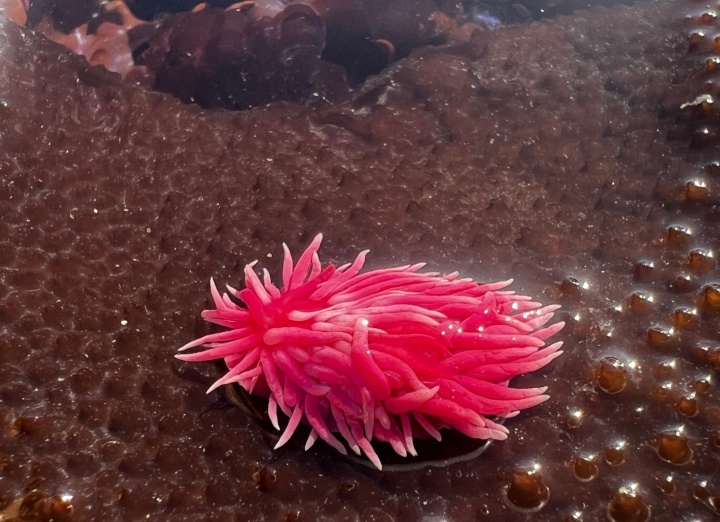 Hopkins' Rose Nudibranch